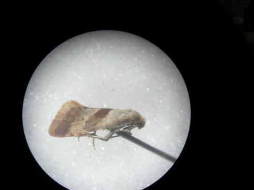 Falseuncaria ruficiliana